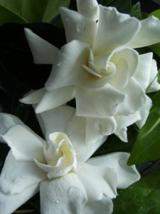 Aromatherapy Nature's Healing